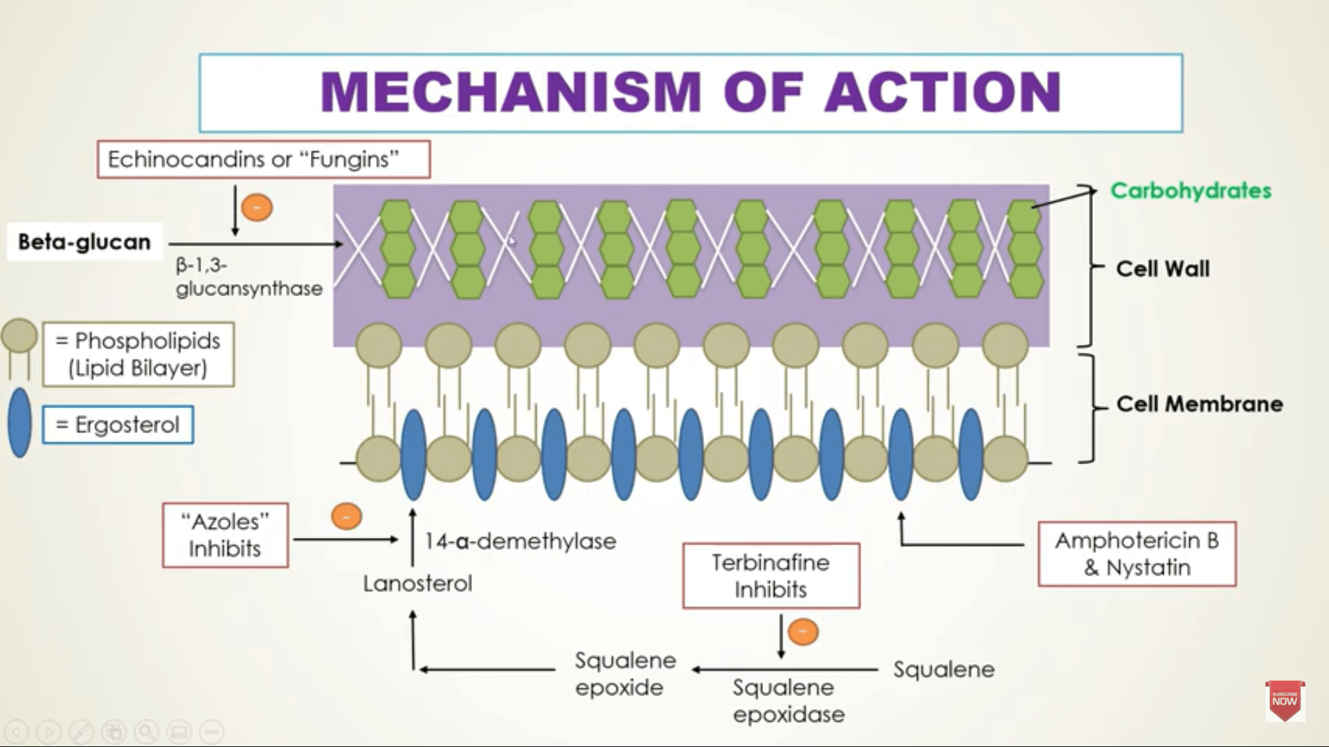 Mechanism of azole antifungal drug